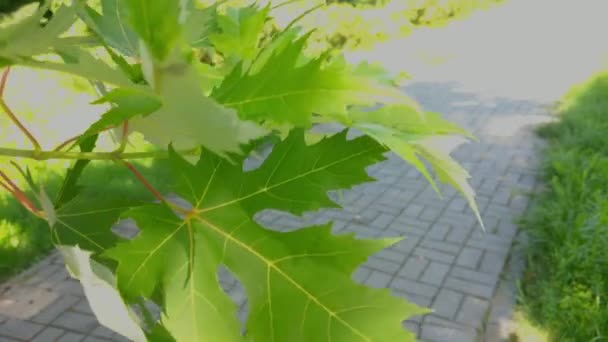 Grüner Zweig Mit Schönen Ahornblättern Wind — Stockvideo