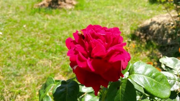 Roses Rouges Gros Plan Sur Fond Verdure — Video