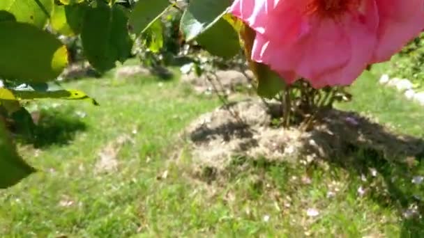 Bush Van Roze Bloeiende Roos Tuin Lichte Wind Zonnige Heldere — Stockvideo