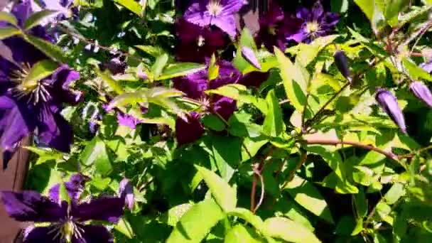 Flores Clematis Púrpuras Oscuras Son Iluminadas Por Luz Del Sol — Vídeo de stock