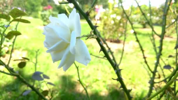 Schöne Weiße Rose Garten Einem Sonnigen Klaren Tag — Stockvideo