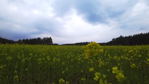 Žluté Pole Květin Pole Řepky Ošklivý Den — Stock video