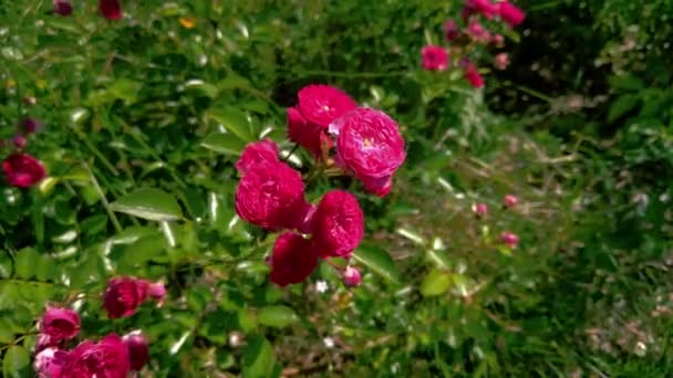 Een Prachtige Rode Roos Tuin Zwaait Wind — Stockvideo