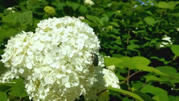 Viburnum Opulus Árbol Nieve Floreciente Viento — Vídeo de stock