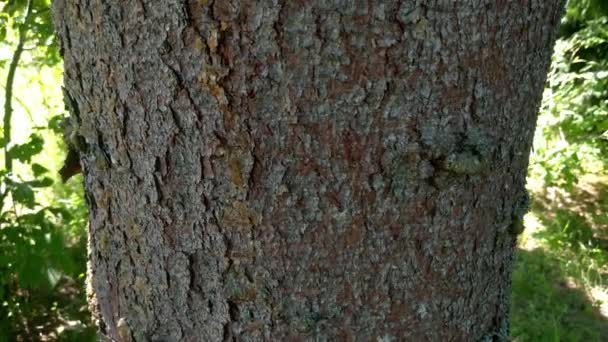 Mouvement de la caméra de bas en haut le long du tronc de l'arbre.