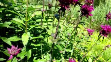 Yazın ya da ilkbaharda bahçedeki güzel kırmızı daimi çiçekler.