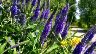 Bahçedeki gösterişsiz, uzun ömürlü mor çiçekler..