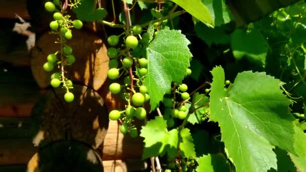 Vista de las ramas de uvas verdes en el jardín en un día soleado claro. — Vídeos de Stock