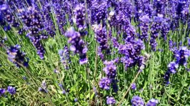 Seçici olarak lavanta çalılarına odaklan. Lavanta çiçeği bitmeyen sıralarda kokulu tarlalar açıyor..