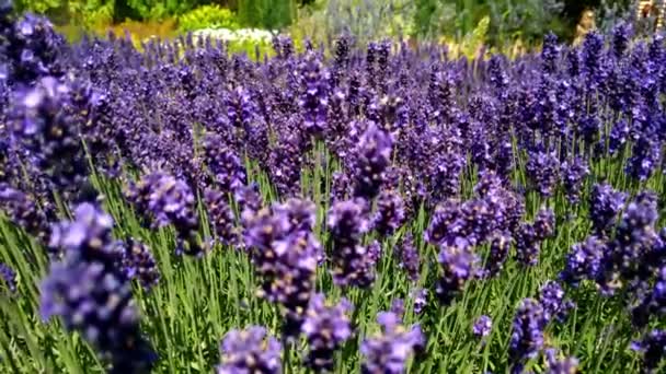 클로즈업. 아름다운 싱싱 한 라일락 라벤더 꽃. 여름의 밝은 배경. 바람에 흔들리는 라벤더 위에 화밀을 모으는 벌. — 비디오