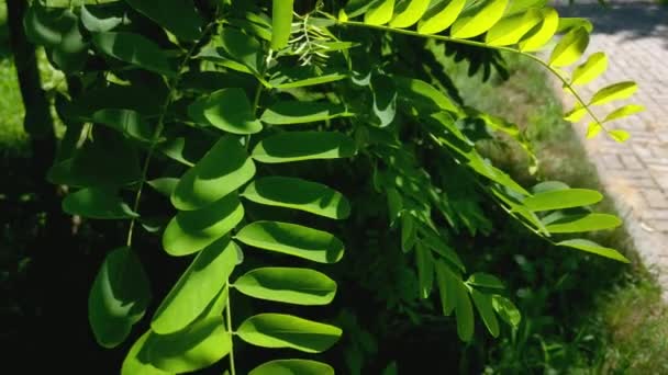 Krásné zelené mladé listy se lehce pohupují ve větru. — Stock video