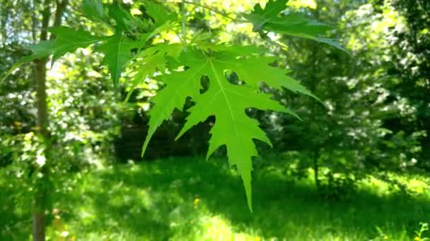 Una rama de un árbol de arce verde joven con grandes hojas se balancean en el viento. — Vídeos de Stock