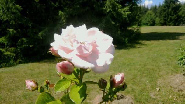 Közelkép egy rózsaszín rózsáról a kertben. Természet és kertészeti koncepció. — Stock videók