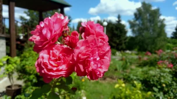 Een prachtige rode tuin steeg zwaait in de wind. — Stockvideo