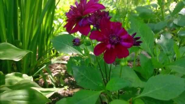 Dahlias Yazın Çiçekleri Açık Bir Günde Bahçede Kırmızı Çiçek — Stok video