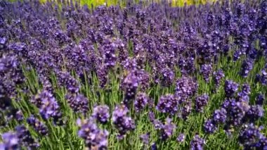 Yakın plan güzel, açan lavanta çiçekleri rüzgarda sallanıyor. Çiçek açan menekşe kokulu lavanta çiçekleri.