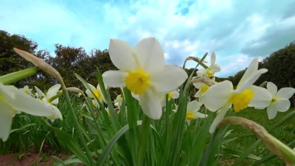 Närbild Narcissus Grön Suddig Bakgrund Vacker Blomma Soligt Väder Utomhus — Stockvideo