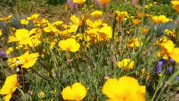 Escholzia Flores Jardín Balanceo Viento — Vídeos de Stock