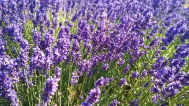 Lavanta tarlasında bal arısı. Mavi lavanta çiçekleriyle yaz manzarası.