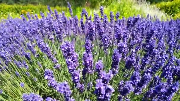 Vackra Lavendelfält Rör Sig Vinden — Stockvideo
