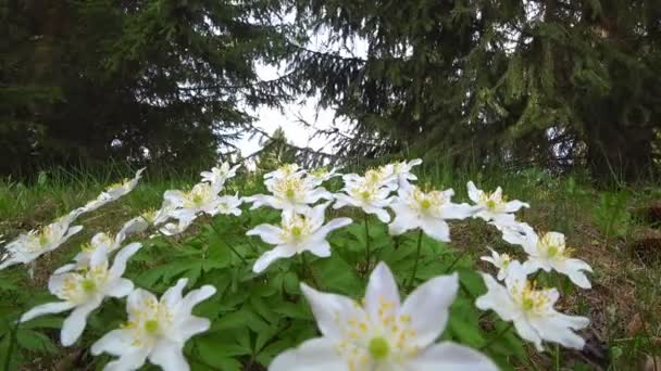 Hermosas Flores Primavera Anémona Creciendo Bosque Naturaleza — Vídeos de Stock