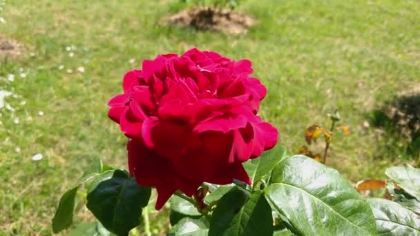Красивий Червоний Сад Троянди Сонячний День — стокове відео