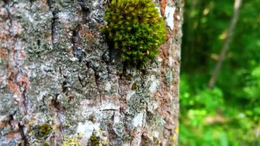Kamera yeşil yosunlu bir ağaç gövdesi boyunca yukarı doğru döner..