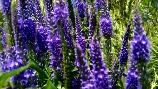 Fiori viola perenni senza pretese nel giardino. — Video Stock