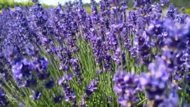 Přírodní kosmetika. Levandulové pole v létě, aromaterapie. — Stock video