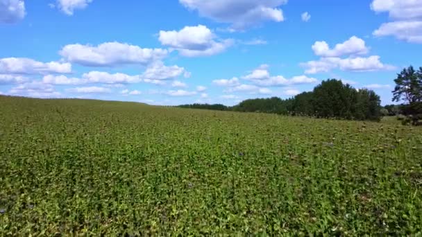 Fotografía Aérea Sobre Campo Verde Con Vistas Cielo Azul — Vídeos de Stock