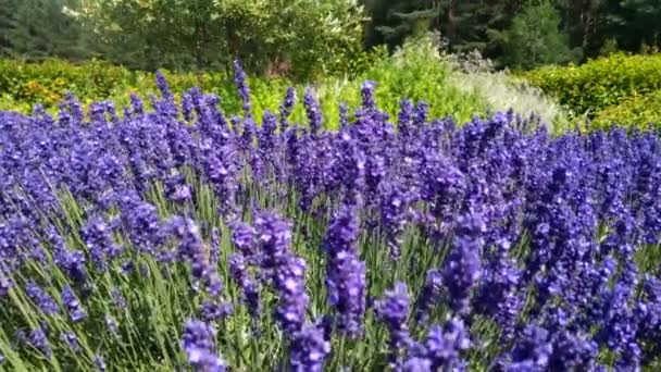 Primer Plano Hermosas Flores Lavanda Floreciendo Balancearse Viento Abeja Miel — Vídeos de Stock