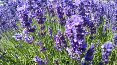 Güzel lavanta tarlası rüzgarın esişi.