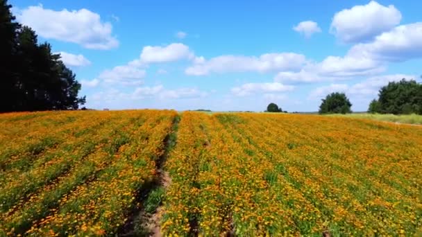 Flyr Det Gule Feltet Calendula Lyseoransje Felt – stockvideo