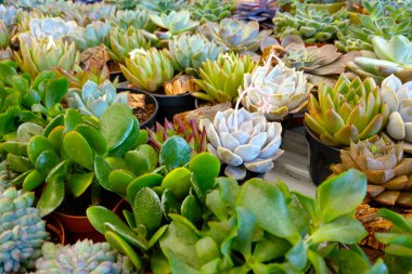 Bahçedeki saksılarda güzel bitkiler