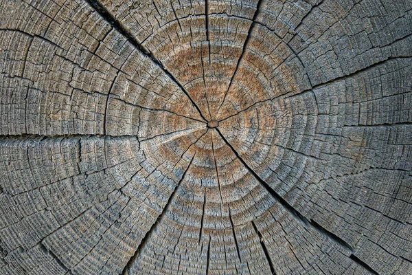 Дерево Кольца Старой Текстуры Дерева Поперечным Сечением Резки Бревна — стоковое фото
