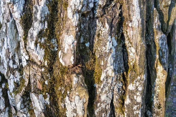 Grande Tronco Árvore Perto Parte Árvore Está Coberta Com Musgo — Fotografia de Stock