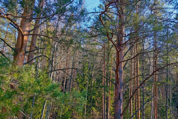 Beautiful Pine Spruce Tree Trunks Spring — Stock Photo, Image