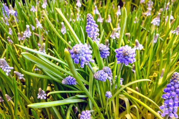 Schöne Blüten, blaue Traubenhyazinthe, mehrjährige Zwiebelpflanzen, Nahaufnahme. — Stockfoto