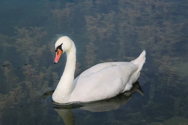 En vacker vit svan simmar i sjön. — Stockfoto