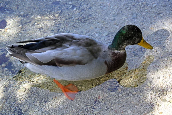 A wild duck stands in cold, clear water. — Stock Photo, Image