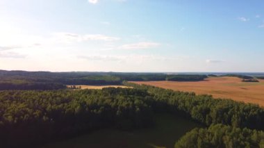 Sarı bir tarlaya bakan yeşil bir ormanın üzerinde İHA uçuşu.