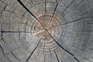 Gri bir ağacın kıymığı. Arkaplan, doku