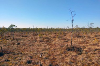 Sonbaharda küçük bir bataklık manzarası