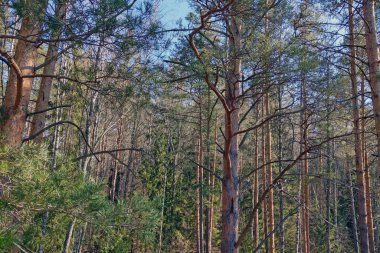 Yoğun yeşil çam ormanı. Ekosistem. Ulusal park