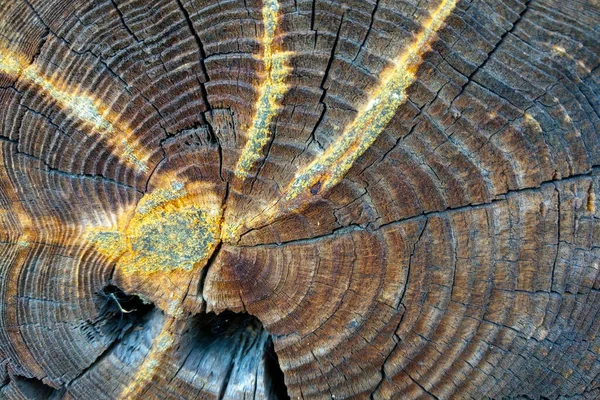 Крупный План Дерева Следами Смолы — стоковое фото