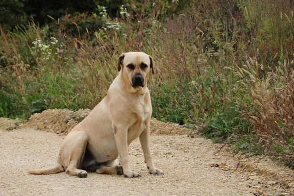 Duży Stary Pies Siedzi Drodze Smutnymi Oczami — Zdjęcie stockowe