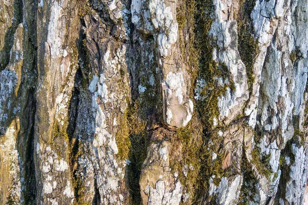 Stam Van Een Oude Boom Bedekt Met Groen Mos Textuur — Stockfoto