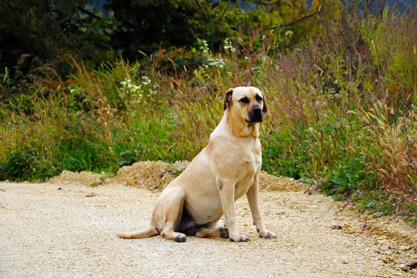 Perro Adulto Labrador Retriever Está Sentado Carretera —  Fotos de Stock