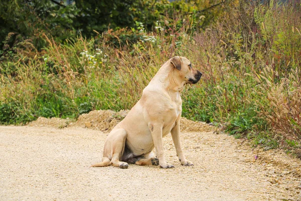 Perro Adulto Labrador Retriever Está Sentado Carretera —  Fotos de Stock