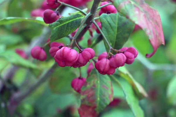 Bellissimo Cespuglio Verde Con Bacche Rosse All Inizio Dell Autunno — Foto Stock